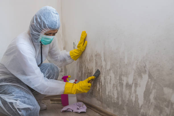 Best Environmental Consulting for Mold Prevention  in Cordele, GA