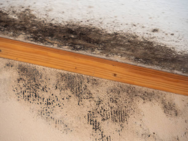 Reliable Cordele, GA Mold Removal Solutions