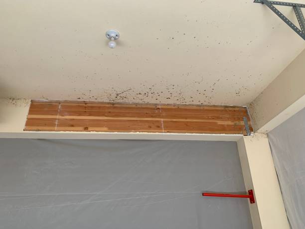 Mold Removal for HVAC Installations in Cordele, GA