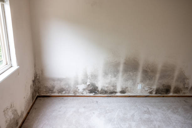Best Residential Mold Inspection & Testing  in Cordele, GA